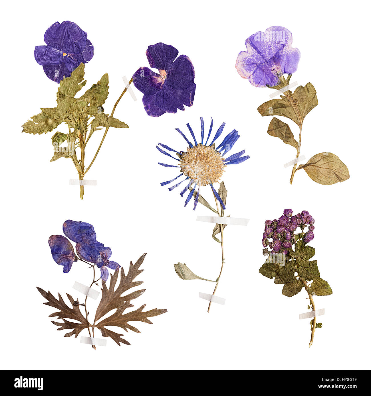 Set of wild dry pressed flowers and leaves, isolated Stock Photo Alamy