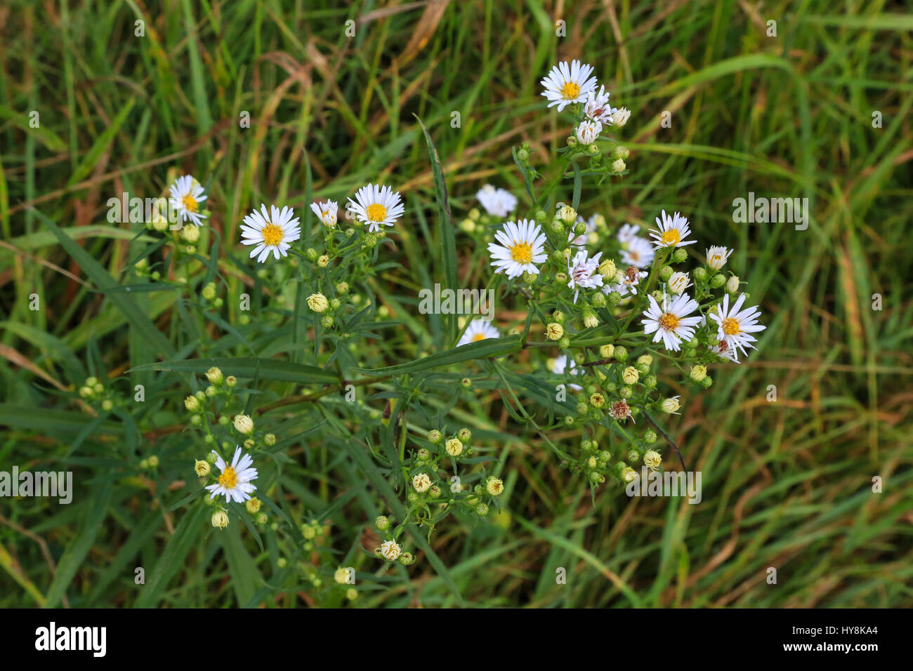 American wildflowers hi-res stock photography and images - Alamy