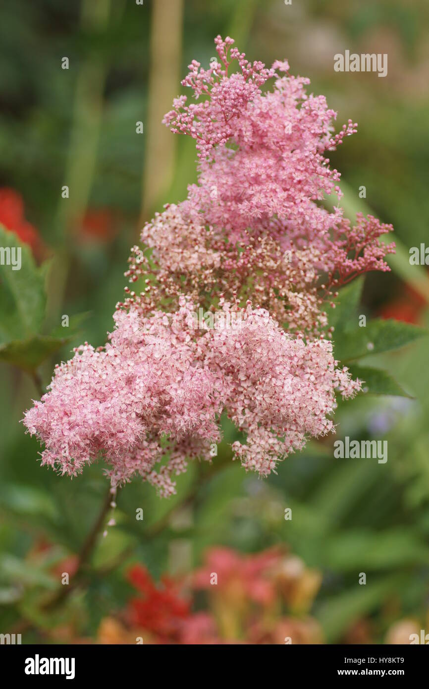 Filipendula rubra 'Venusta' Stock Photo