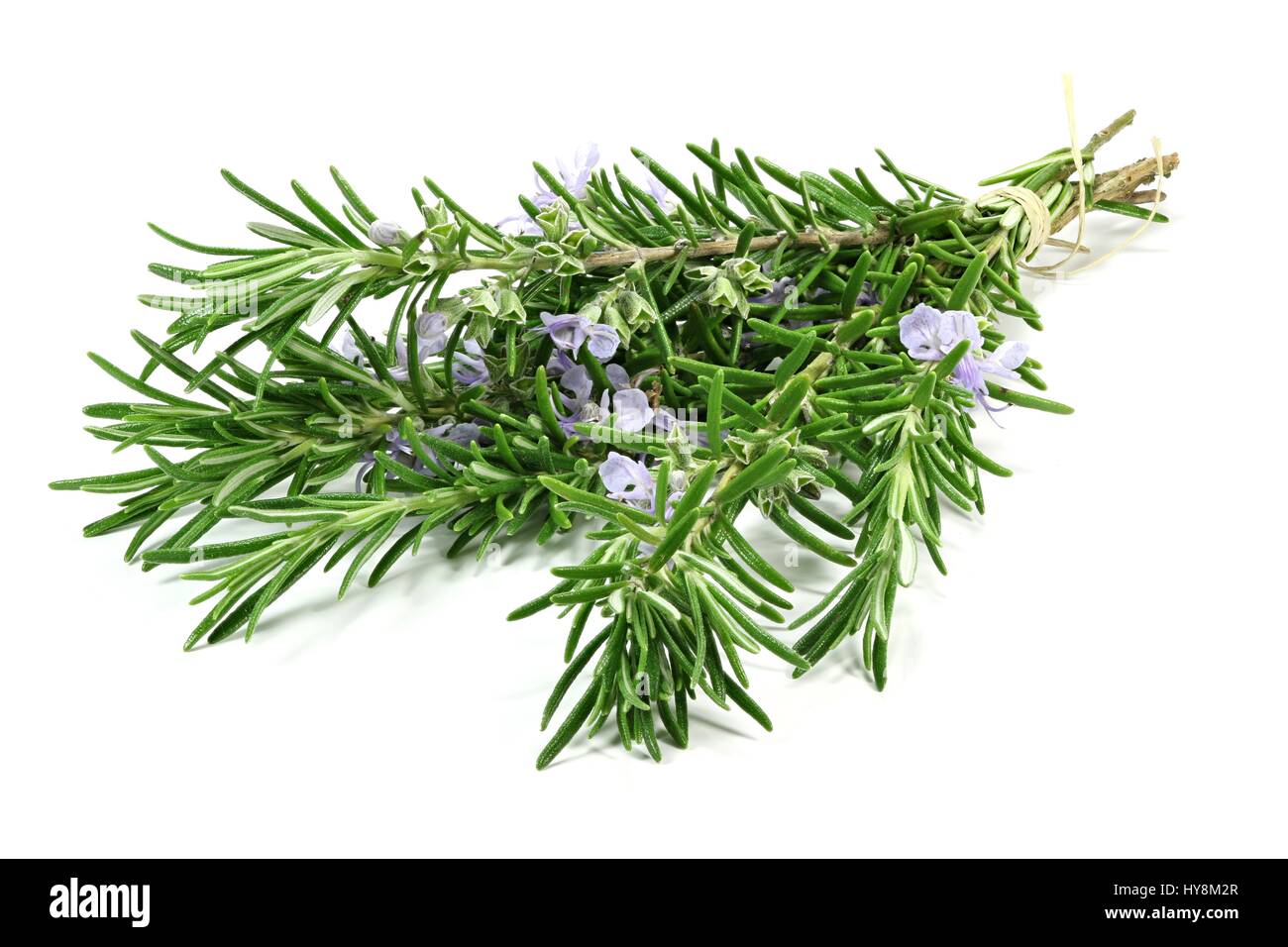 Rosemary rosmarinus officinalis Cut Out Stock Images & Pictures - Alamy