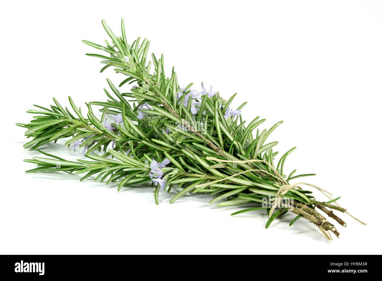 bunch of fresh rosemary isolated on white background Stock Photo Alamy