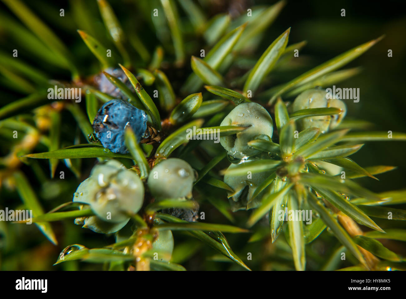 Cones of juniperus communis hi-res stock photography and images - Alamy