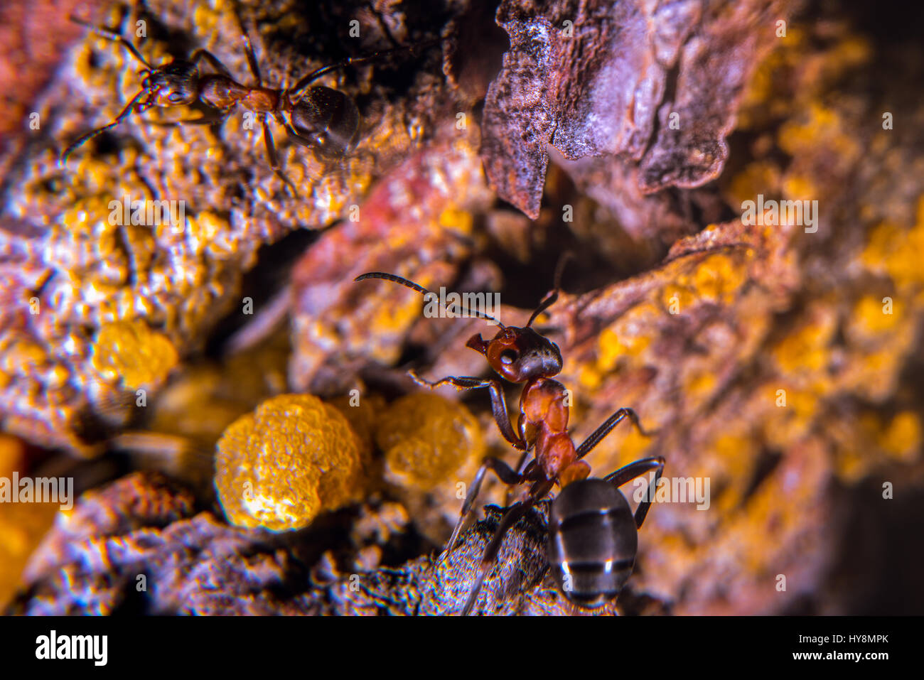 Red Wood ant Stock Photo Alamy