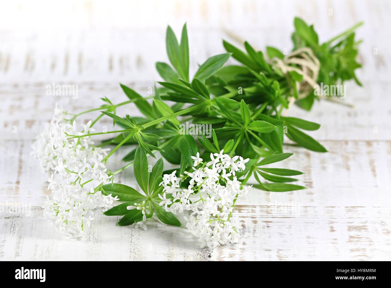 bunch of fresh woodruff on wooden background Stock Photo