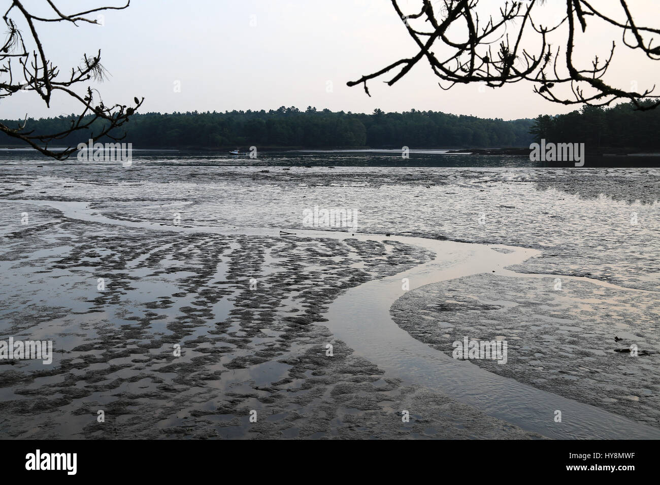 Low Tide in Maine Stock Photo