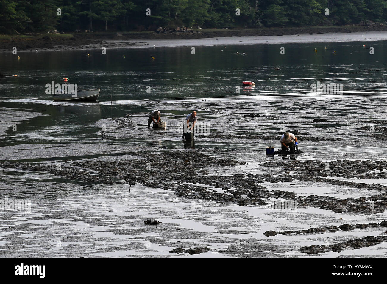 Digging for Clams at Low Tide Stock Photo Alamy