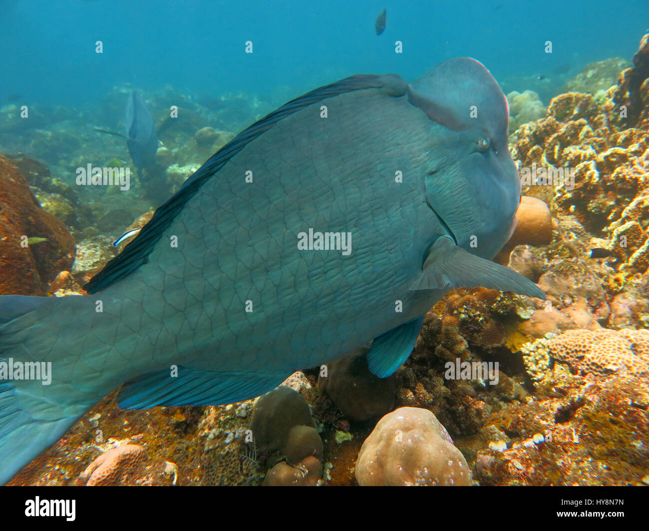 Fish Humphead Parrotfish, Bolbometopon muricatum in Bali. Stock Photo