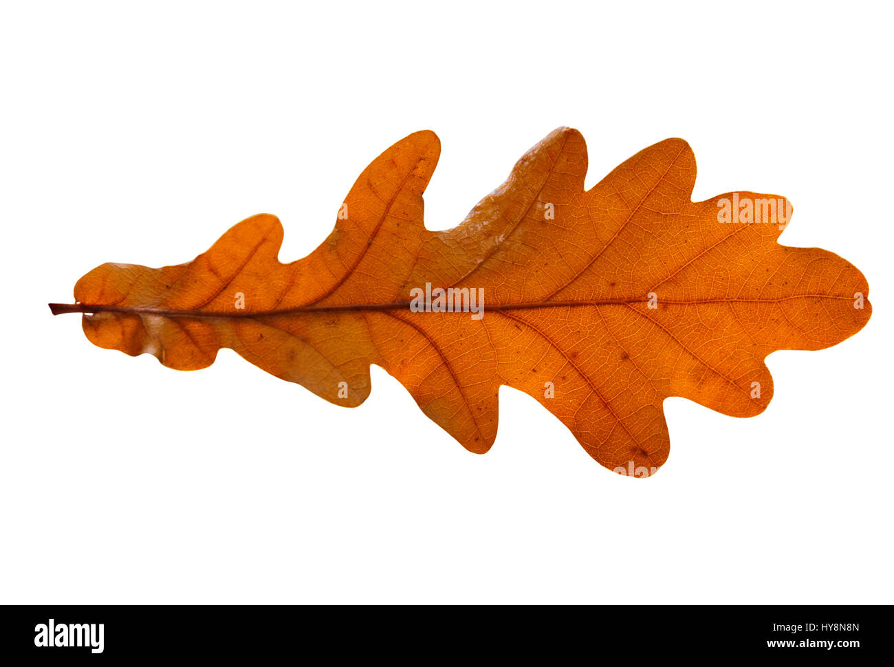 Oak leaf isolated on white background Stock Photo - Alamy