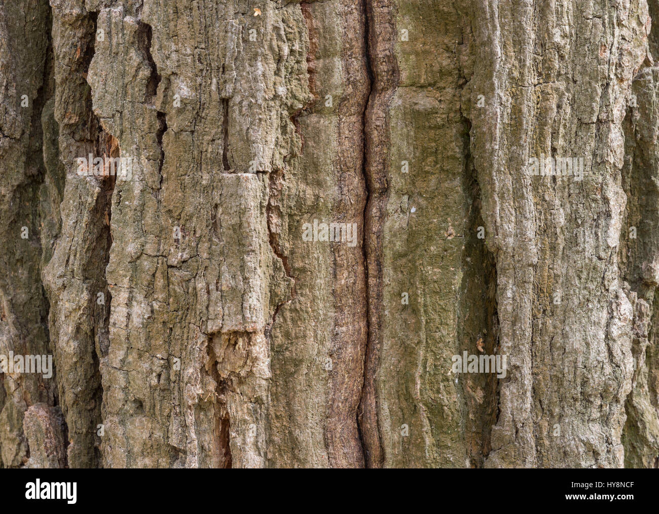 The bark of pine tree, background Stock Photo - Alamy