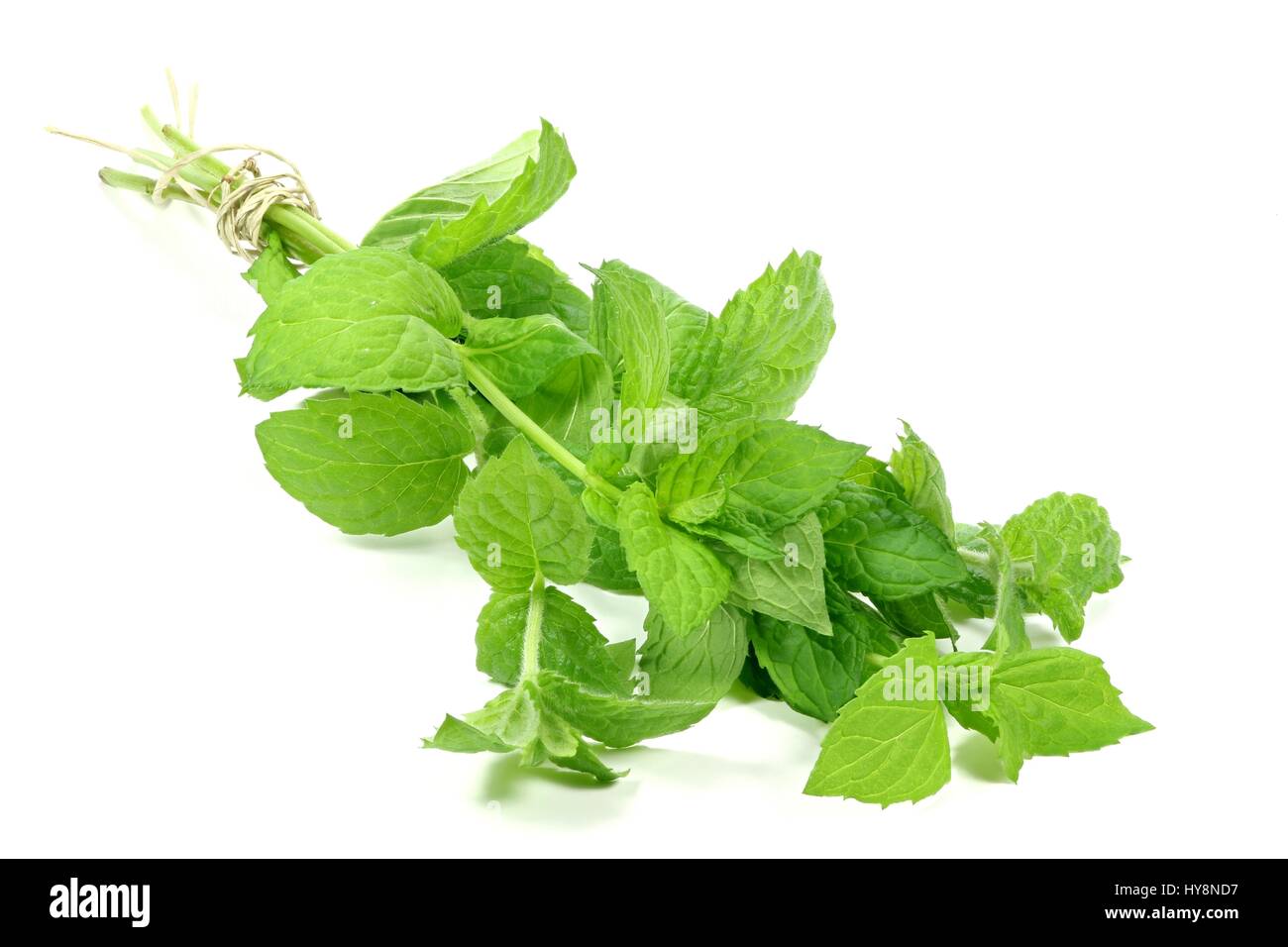 bunch of fresh peppermint isolated on white background Stock Photo