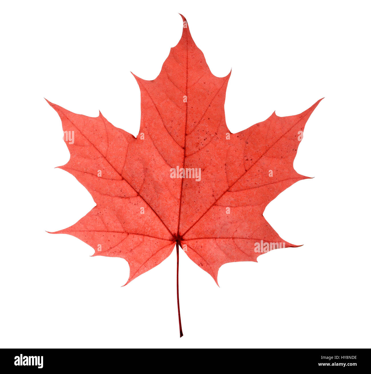 maple leaf isolated on white background Stock Photo - Alamy