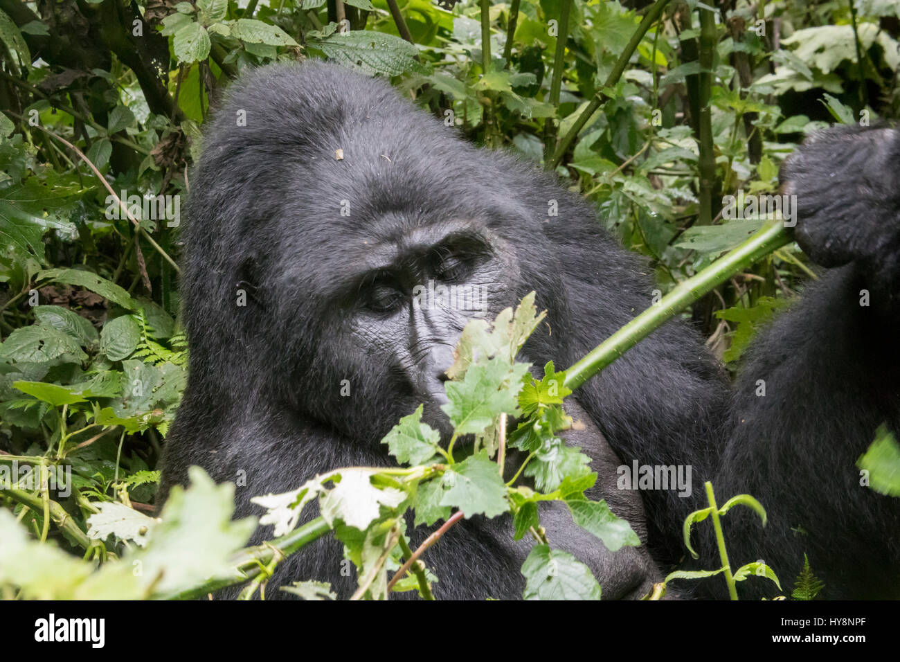 Silverback mountian gorilla eating in Bwindi Impenetrable Forest National Park, Uganda, Africa. Stock Photo