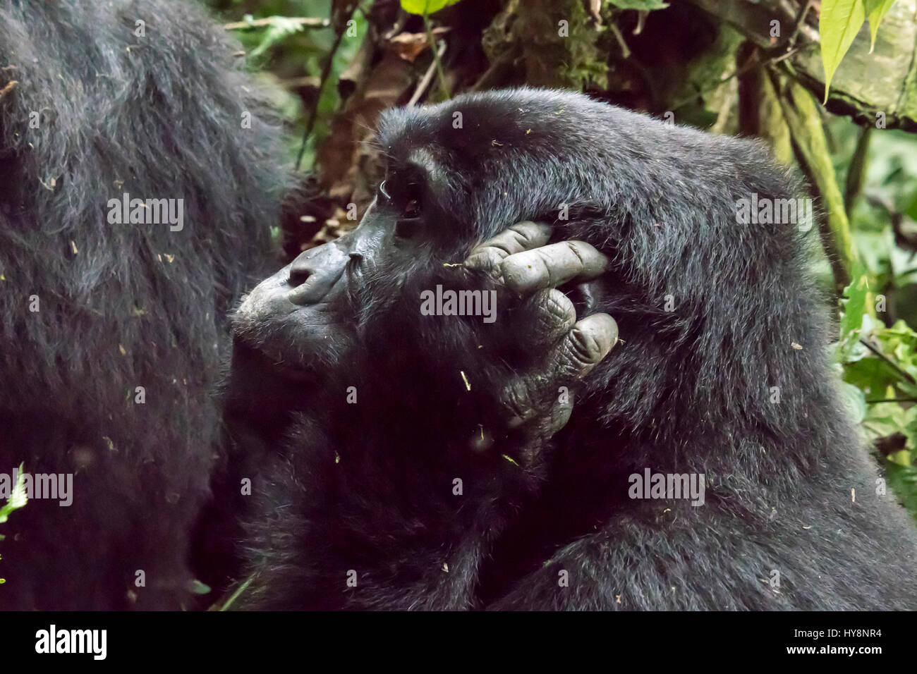 Profile of female mountian gorilla in Bwindi Impenetrable Forest National Park, Uganda, Africa. Stock Photo