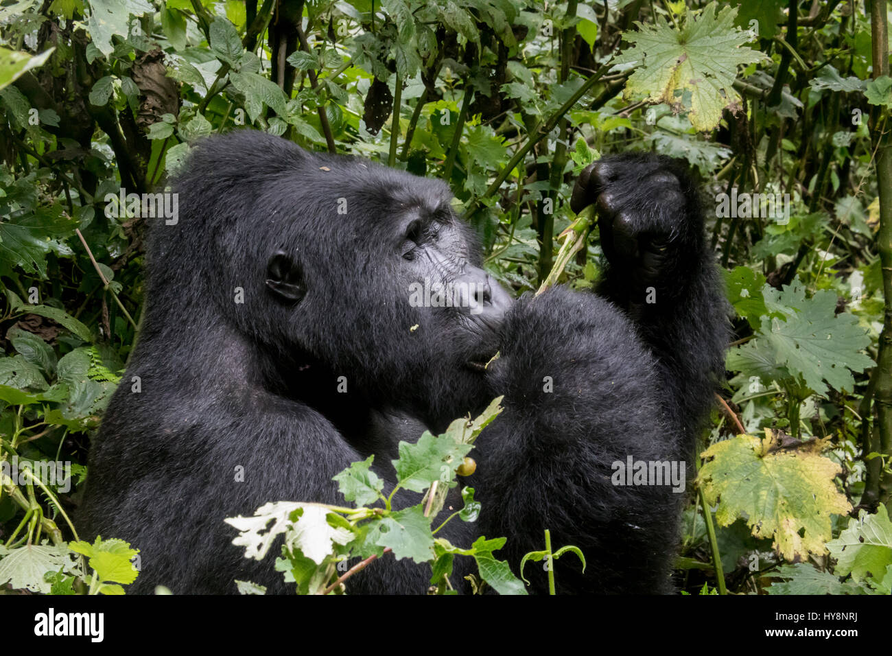 Profile of silverback mountian gorilla eating in Bwindi Impenetrable Forest National Park, Uganda, Africa. Stock Photo