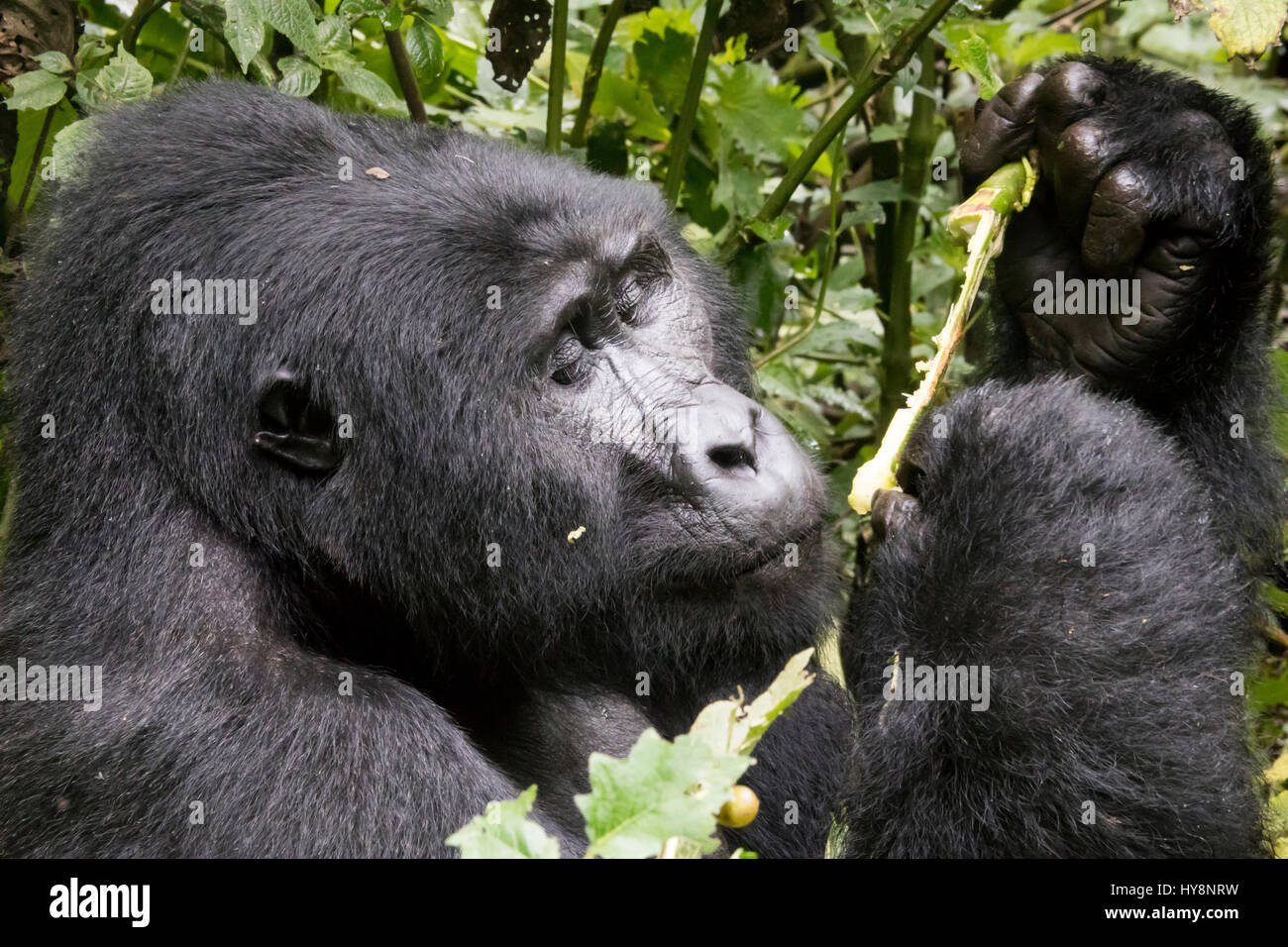 Portrait of silverback mountian gorilla eating in Bwindi Impenetrable Forest National Park, Uganda, Africa. Stock Photo