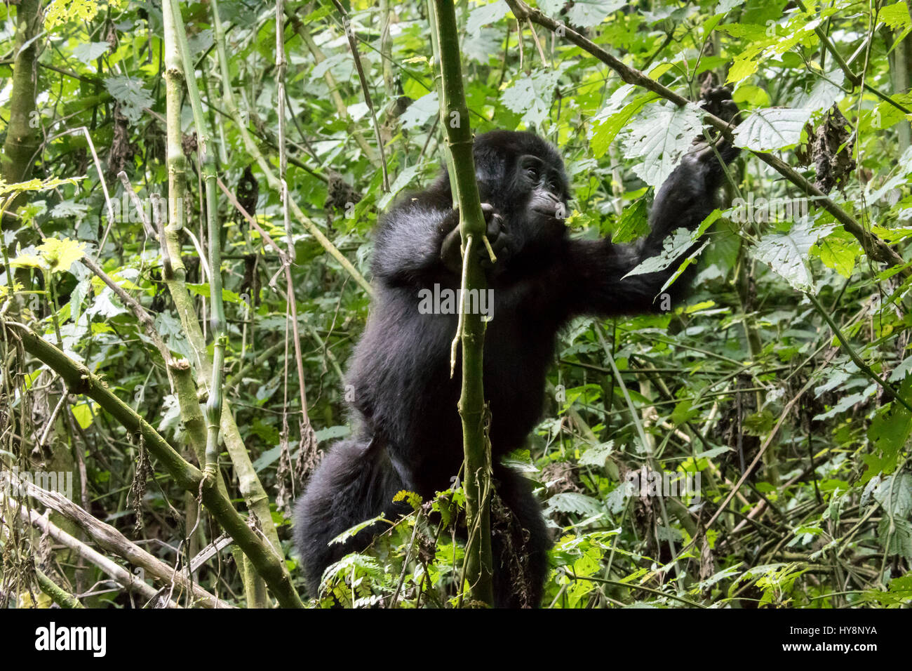 Baby mountain gorilla climbing branches of tree in Bwindi