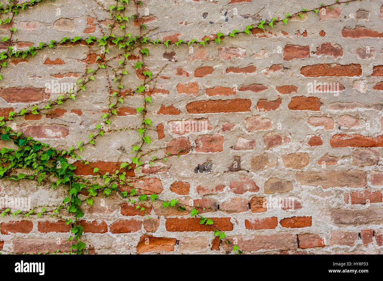 Ivy growing on a brick wall for your background Stock Photo Alamy