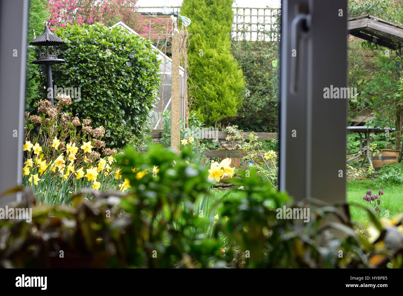 Daffodil plants in full bloom in pot and natural habitat Stock Photo