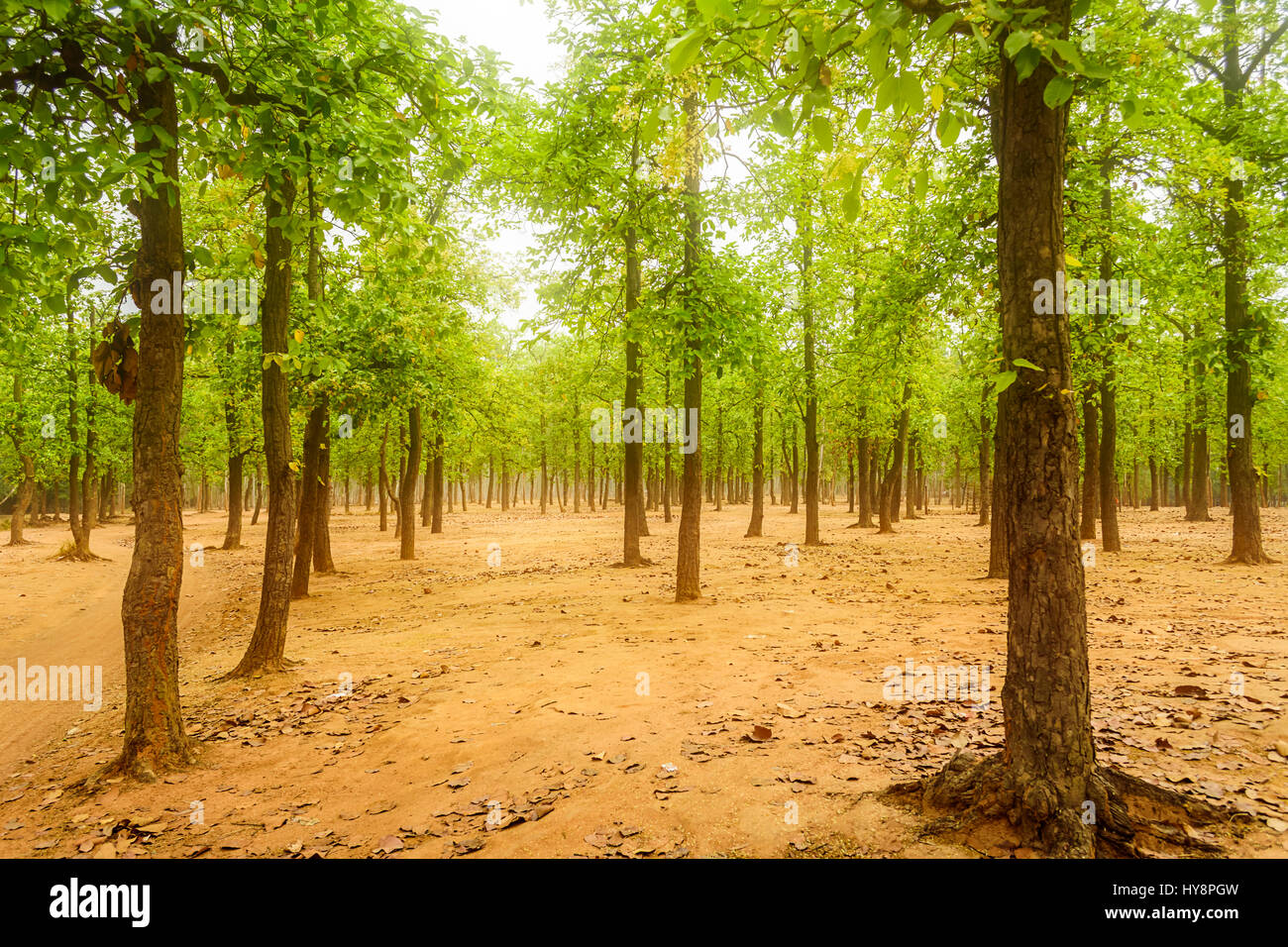 Forest of Sal trees, Shorea robusta of Shantiniketan, West Bengal, India with copy space Stock Photo