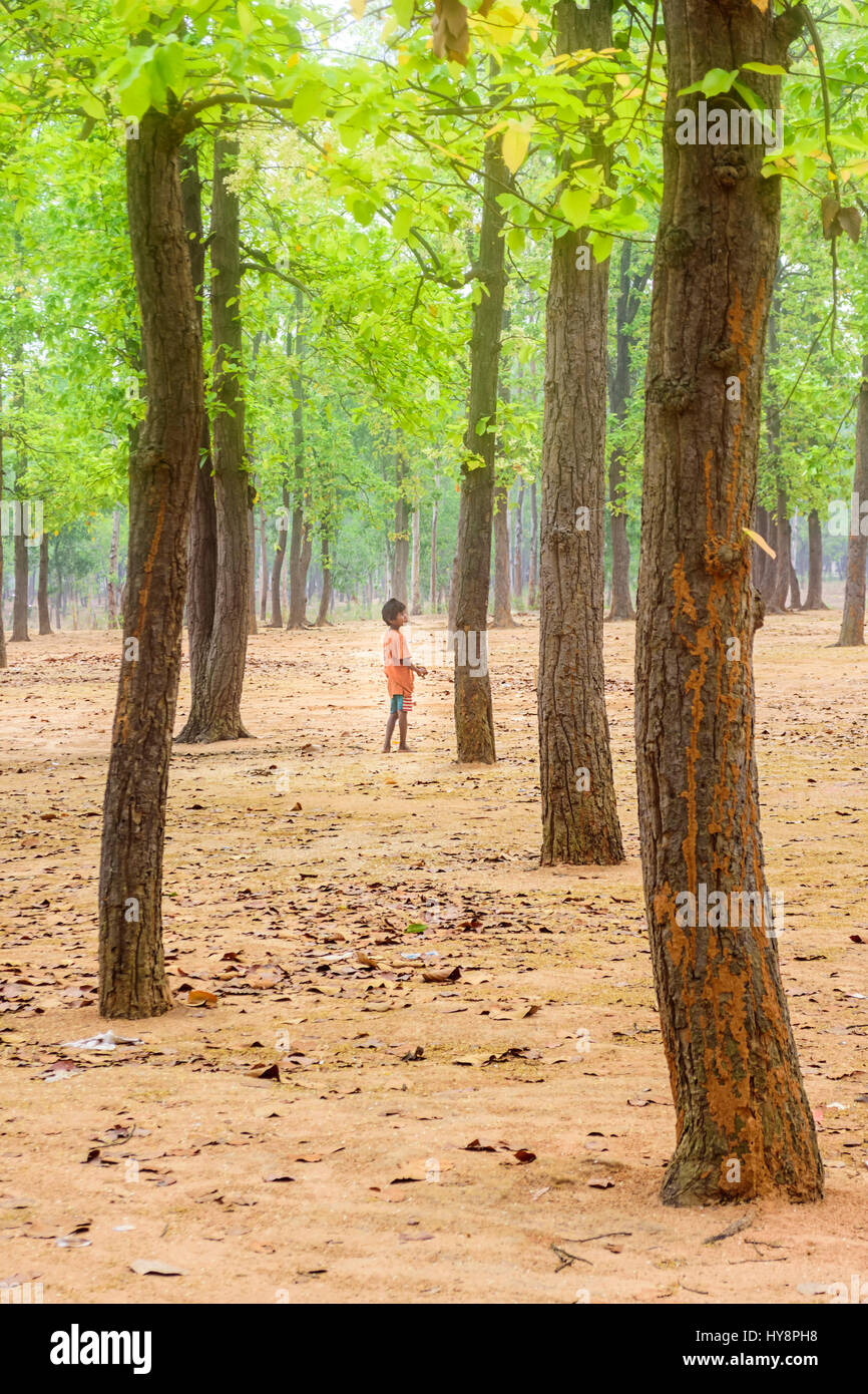 Forest of Sal trees, Shorea robusta of Shantiniketan, West Bengal, India with copy space Stock Photo
