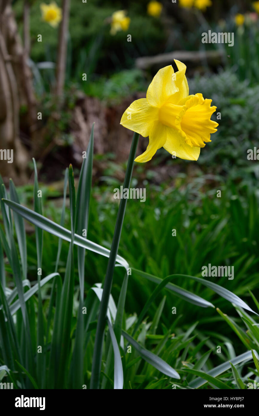 Daffodil plants in full bloom in pot and natural habitat Stock Photo