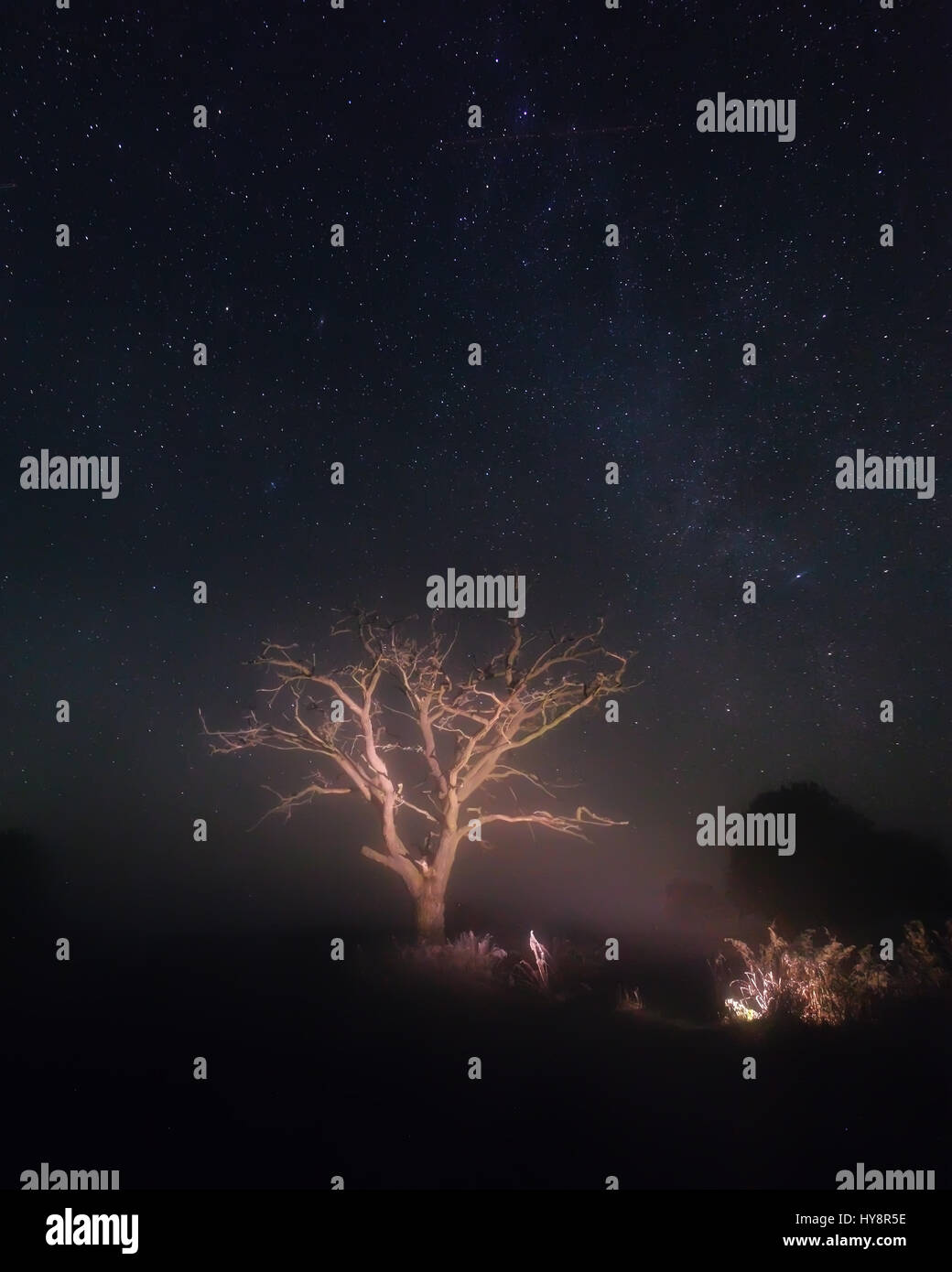 Lonely tree under starry sky at night. Dry oak tree illuminated by lantern at night. Beautiful night scene with Milky Way. Free space for text on star Stock Photo