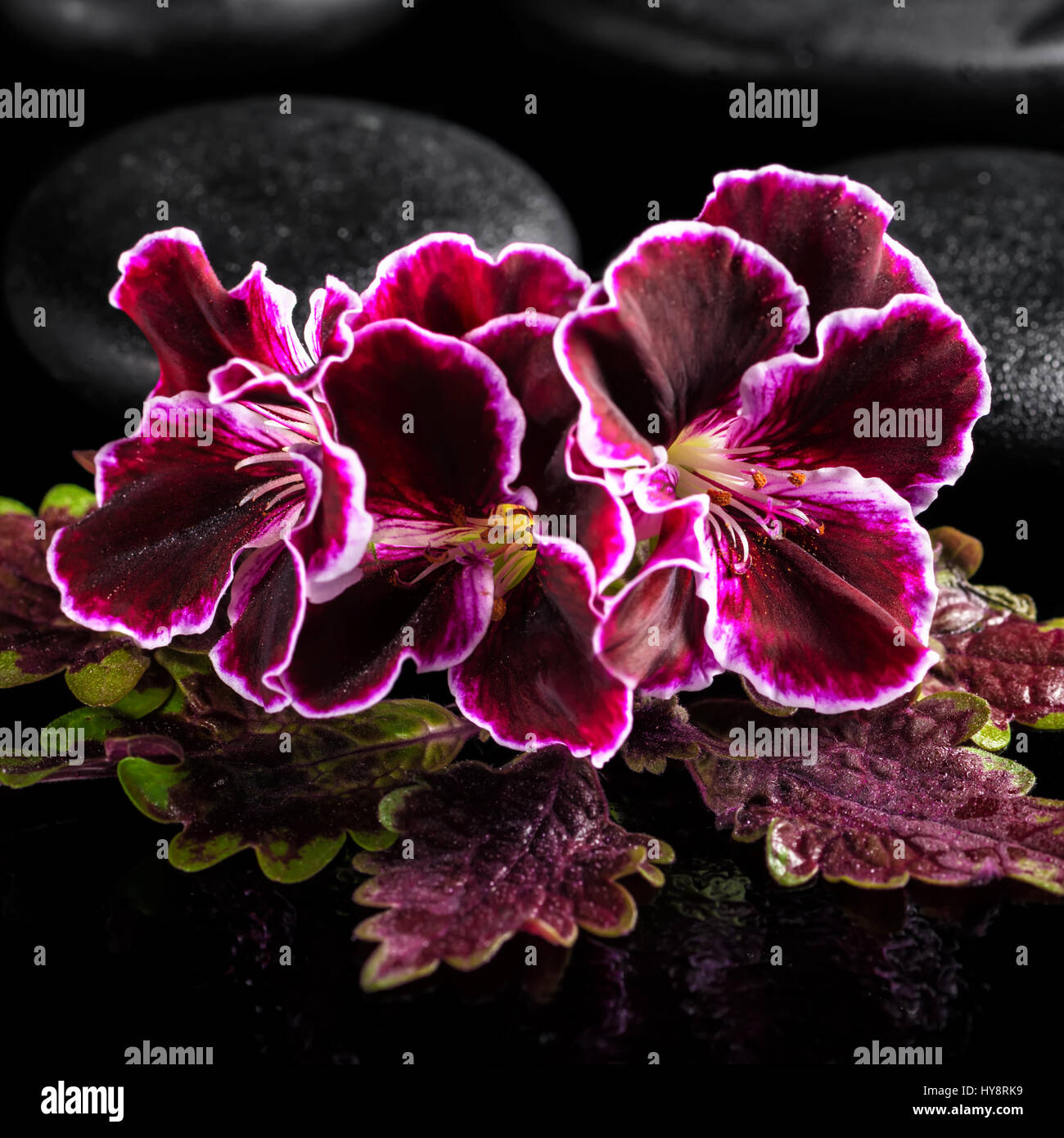 beautiful spa composition of nettle leaf with velvet geranium flower on ...