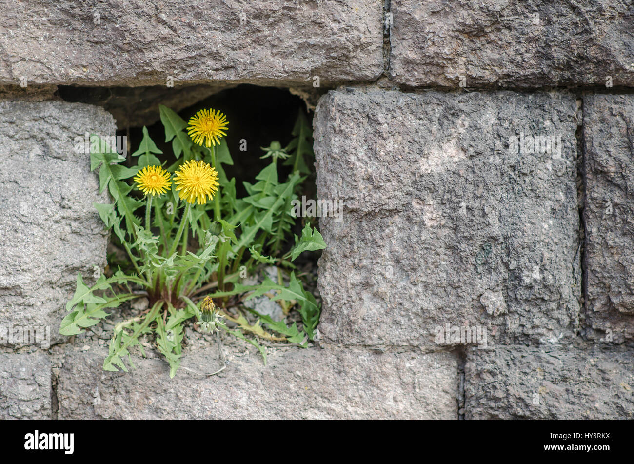 dandelion flowers growing in a hole in a brick wall Stock Photo