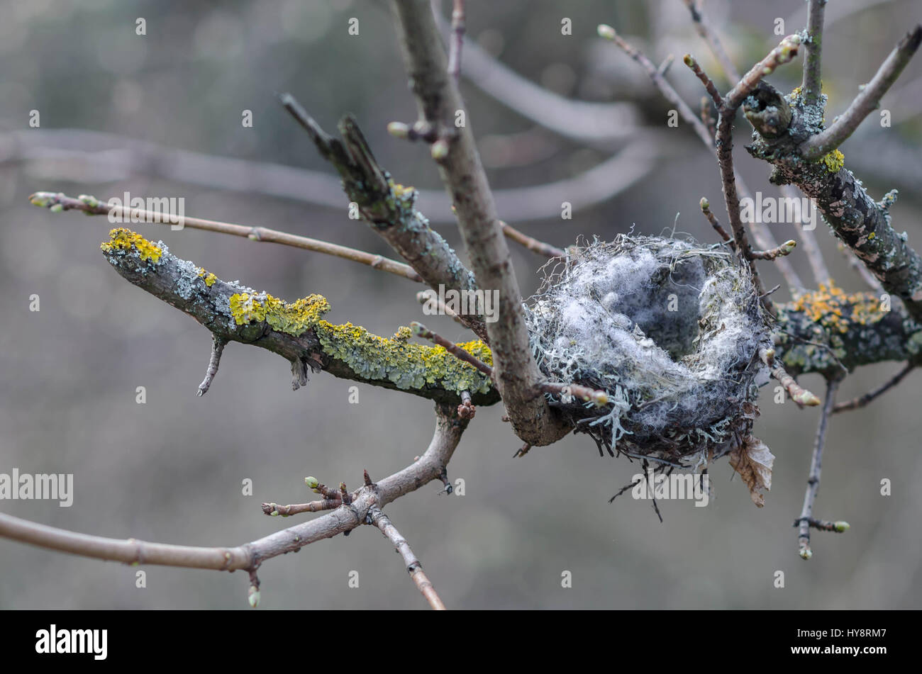 an abandoned empty birds nest on a lichen covered branch Stock Photo