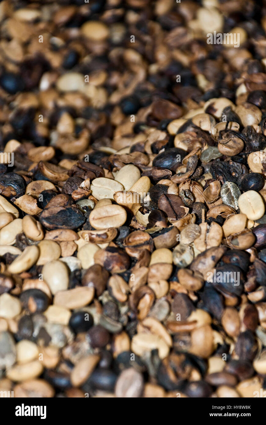 Coffee Green Coffee Beans Nutrient Value And Antioxidant Content