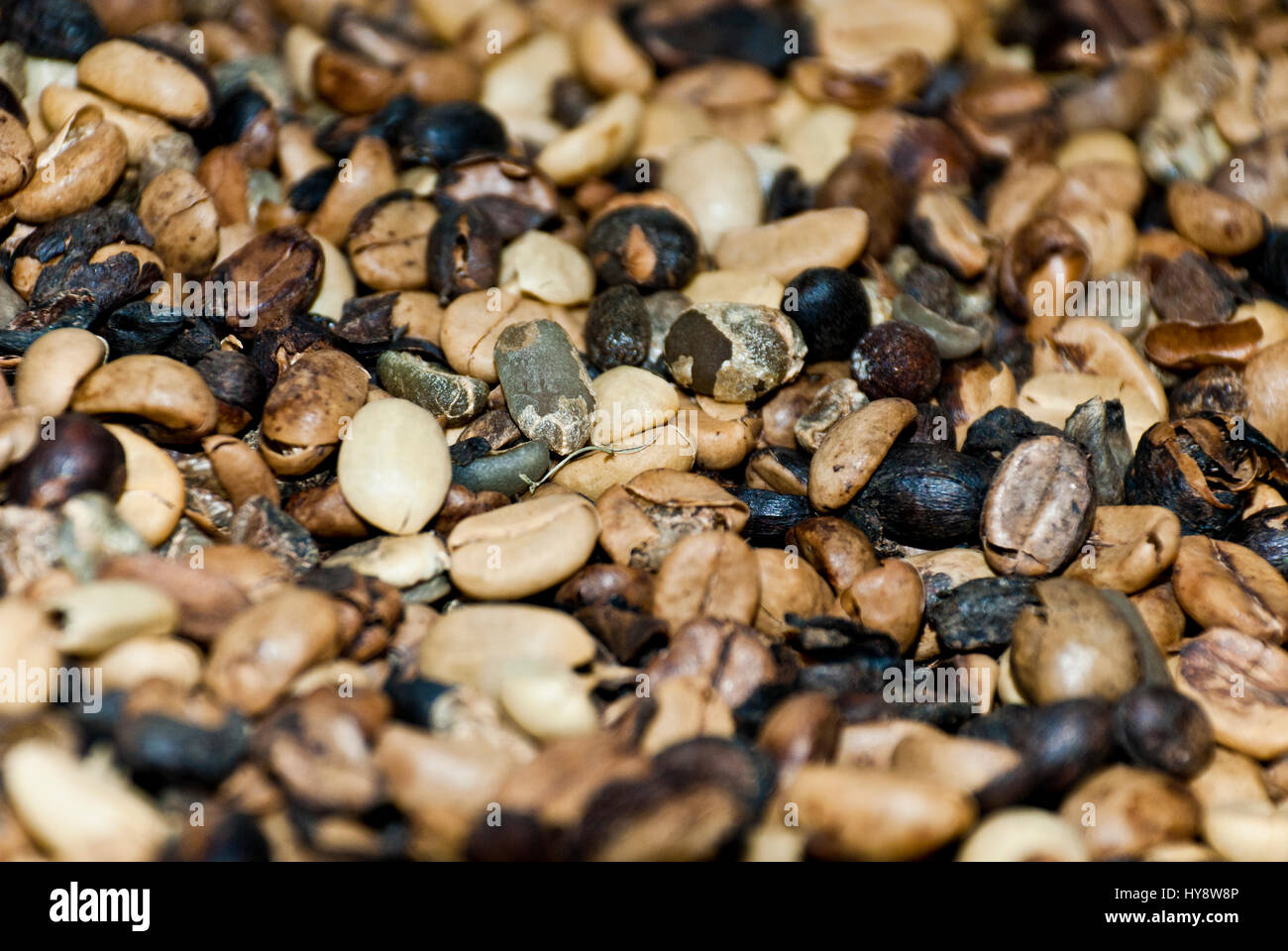 Coffee Green Coffee Beans Nutrient Value And Antioxidant Content