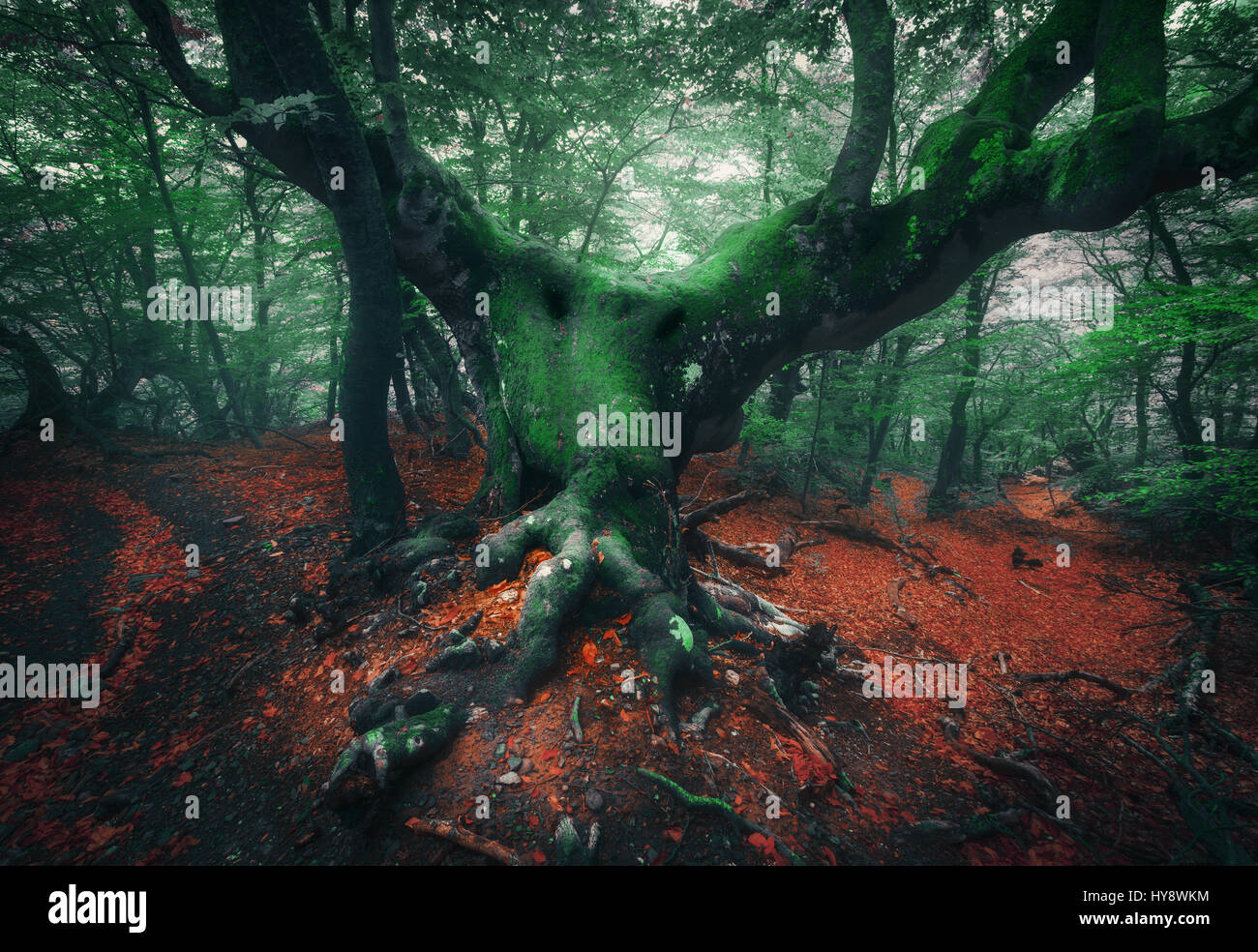 Scary tree. Mystical dark foggy forest with old tree with big roots covered moss, colorful orange and green foliage at dusk in spring. Horror atmosphe Stock Photo