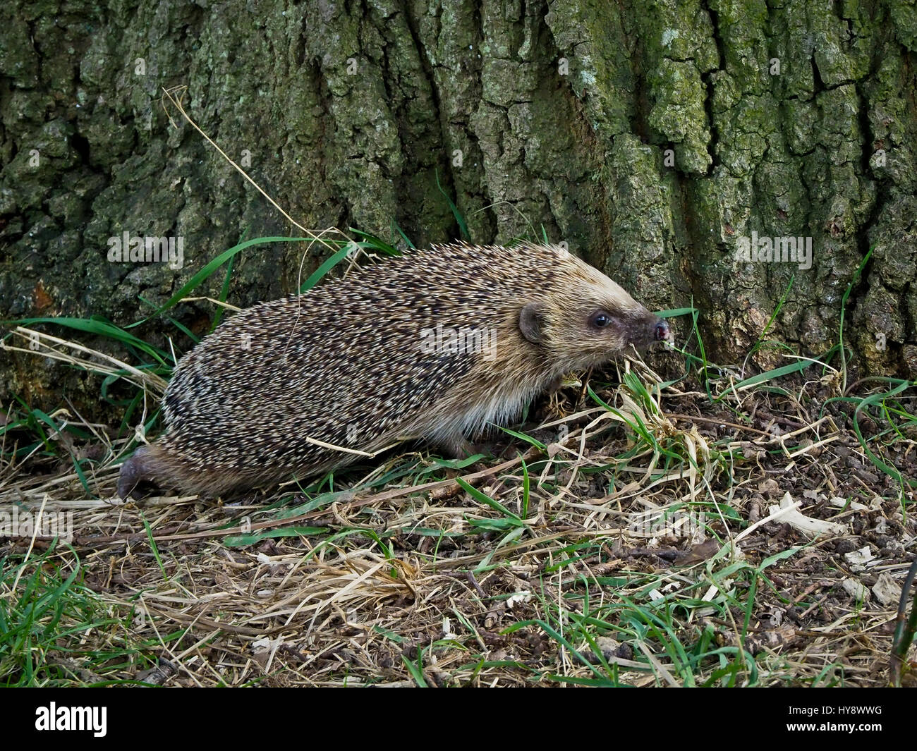 Western Hedgehog (Erinaceus europeans) Stock Photo