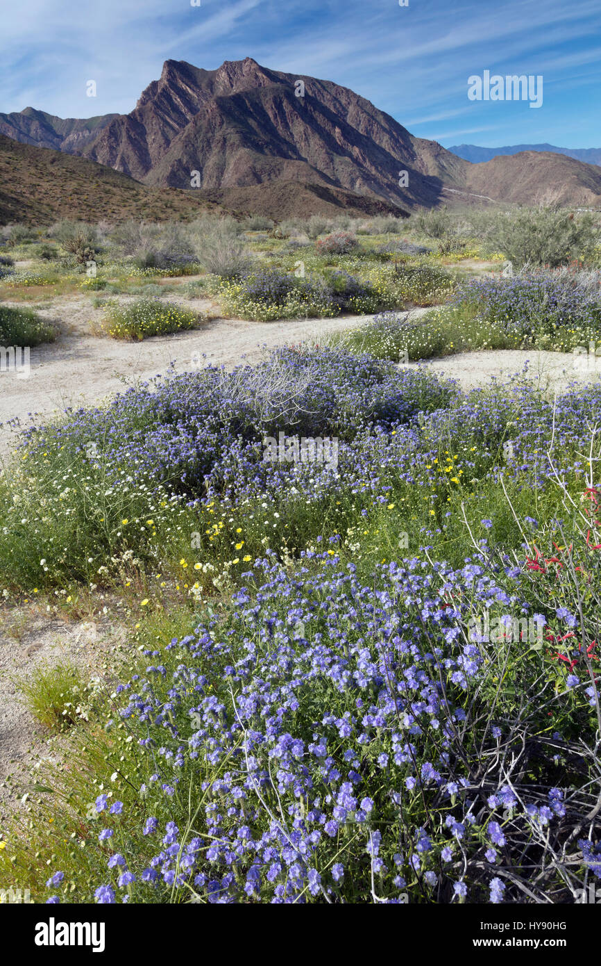 Common phacelia - Anza Borrego SP - California Stock Photo