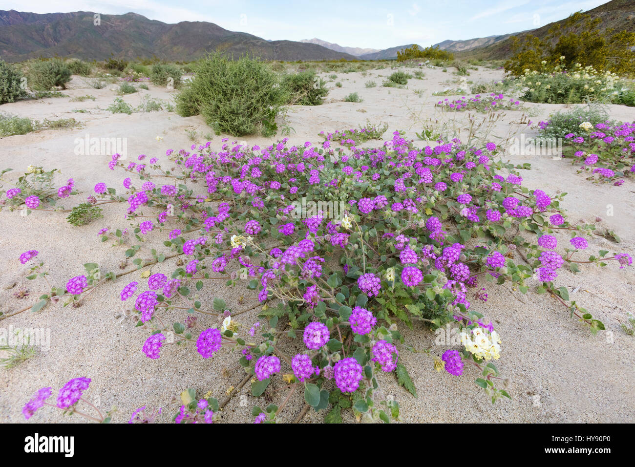 Desert Verbena, Anza Borrego, CA Stock Photo