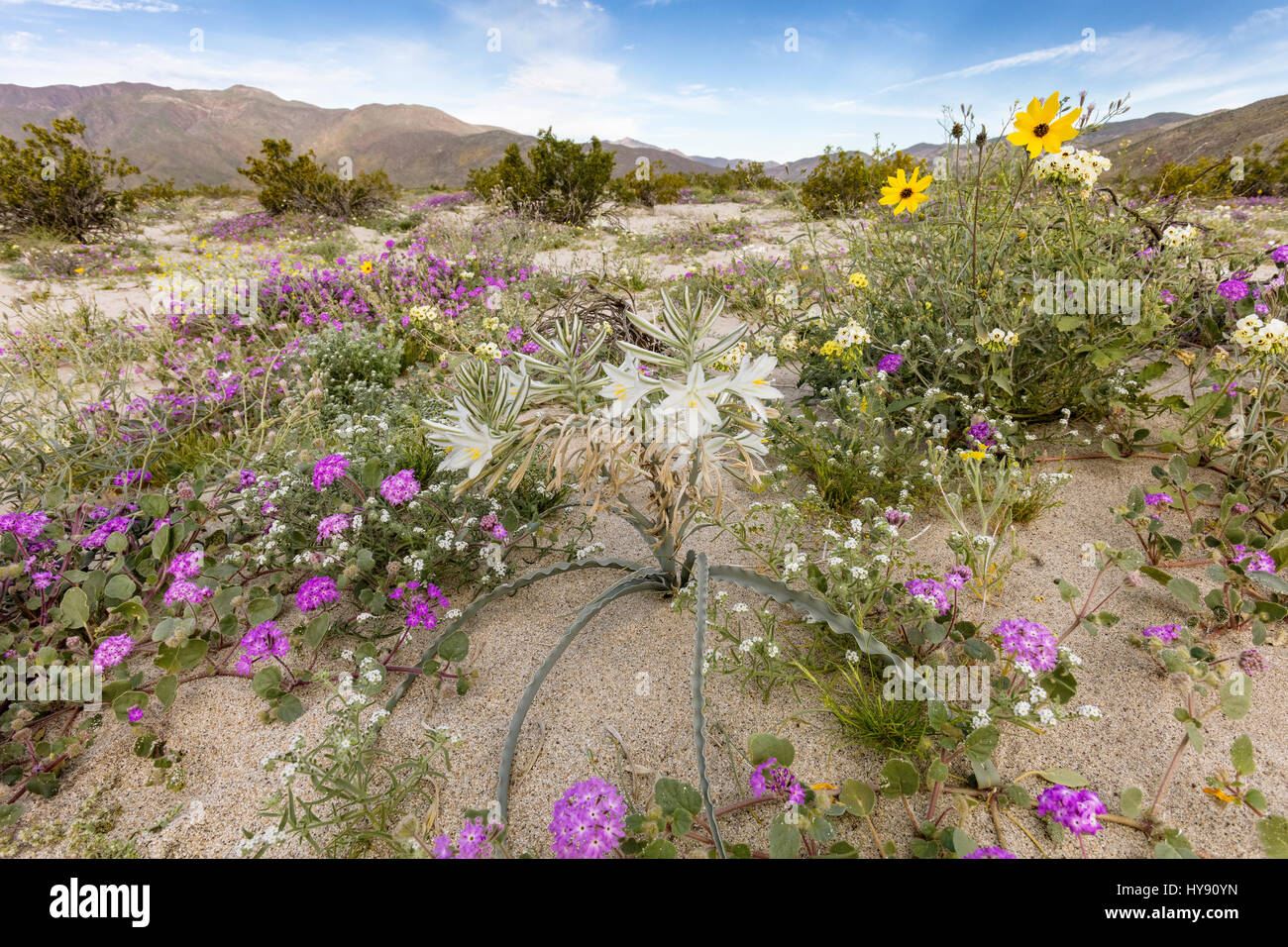 Desert Lily & Desert Sand Verbena, Anza-Borrego SP, CA Stock Photo