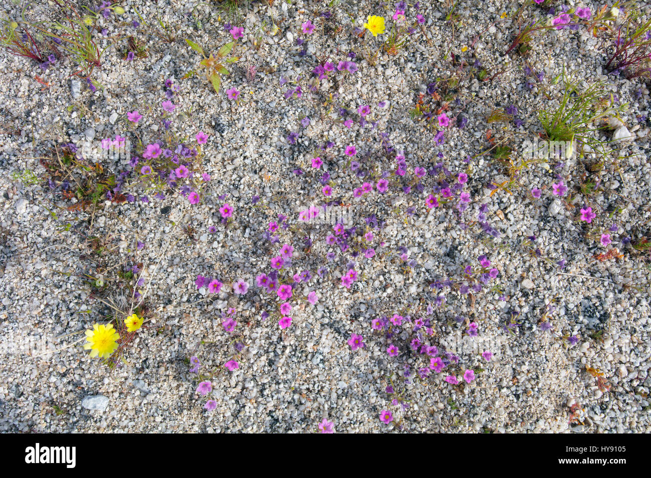 Purple california wildflowers hi-res stock photography and images - Alamy