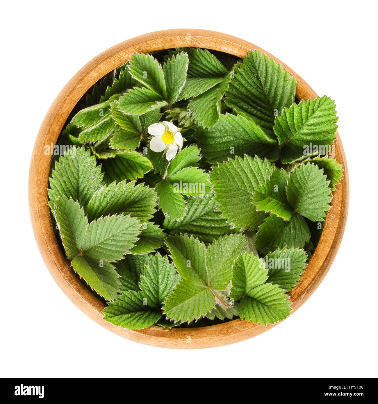 European wild strawberry leaves in wooden bowl with single white flower. Fragaria vesca. Fresh green edible leaves, used for teas and salads. Stock Photo