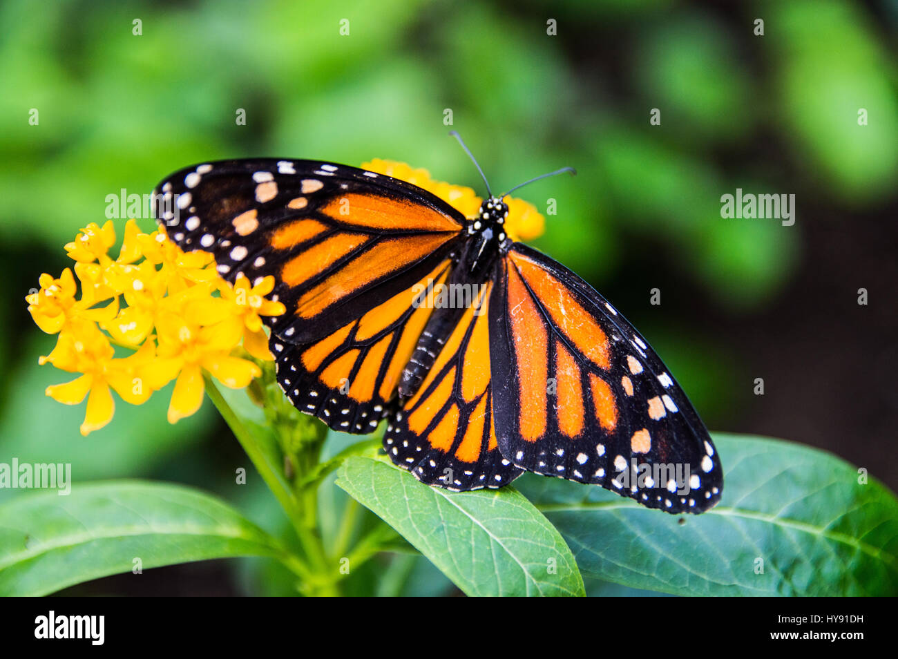 Monarch Butterfly On Plant Stock Photo Alamy