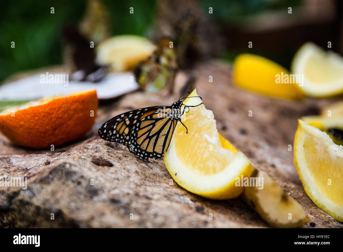 Monarch Butterfly eating fruit Stock Photo Alamy