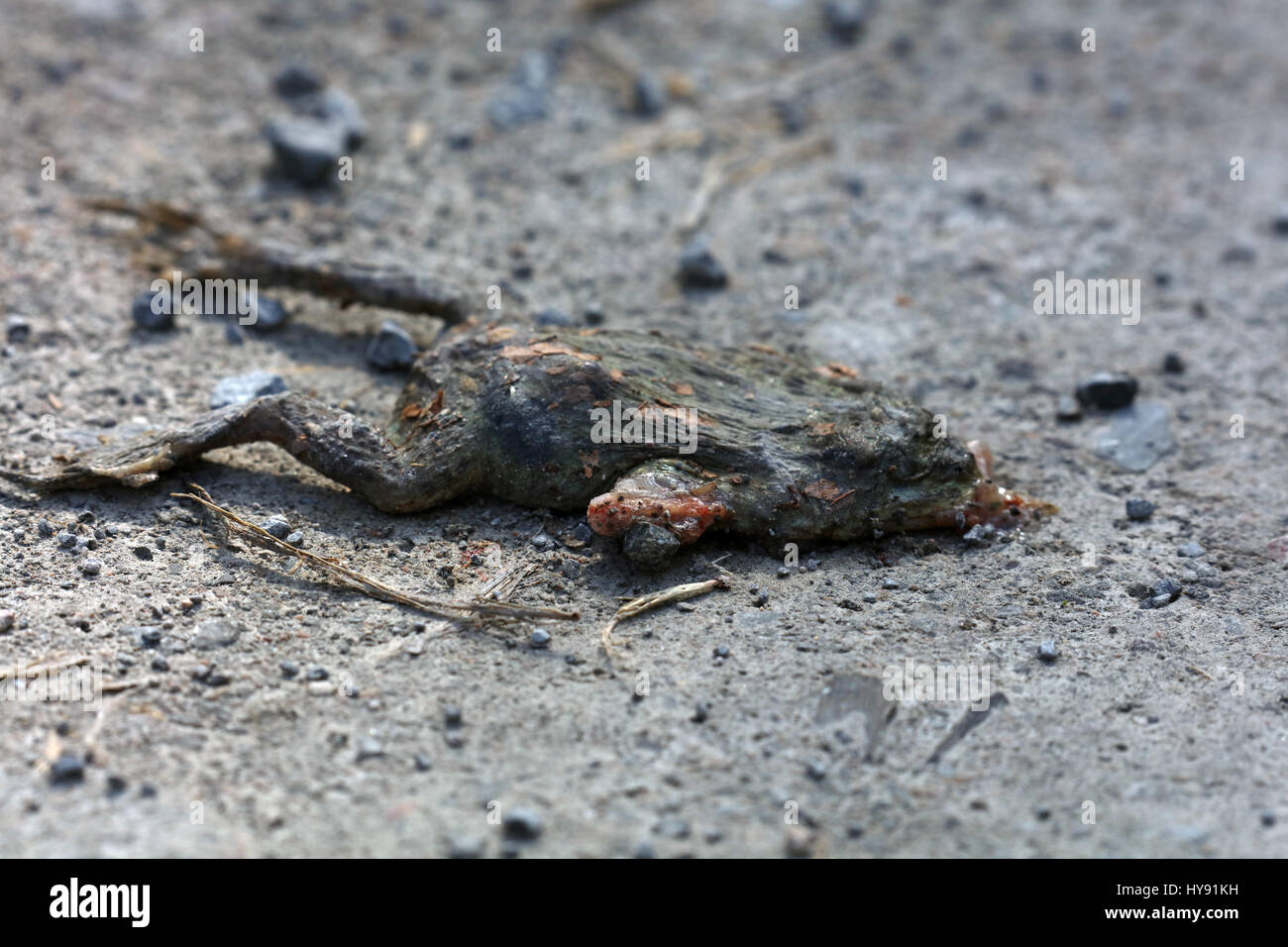 Tote Kröte bei der Krötenwanderung Stock Photo