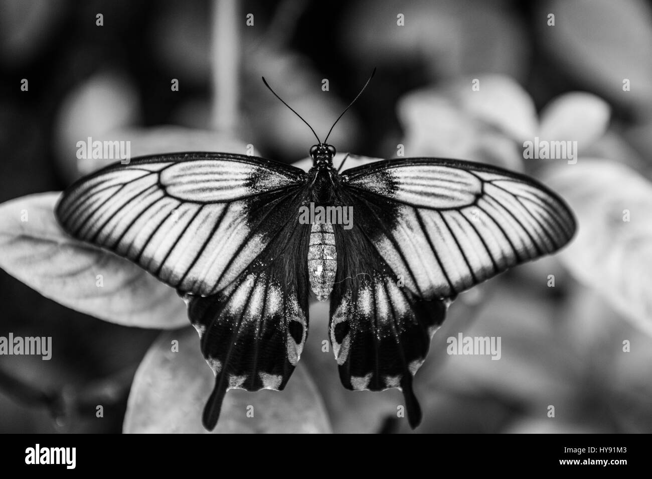 Black and white Great Mormon Butterfly Stock Photo