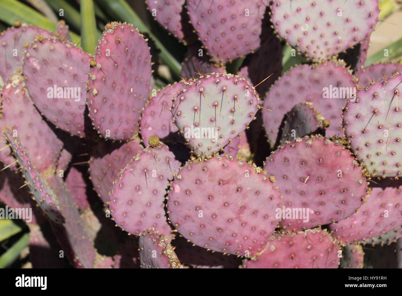 Pink Prickly Pear Cactus, Sonoran Desert, Casa Grande AZ USA Stock Photo -  Alamy