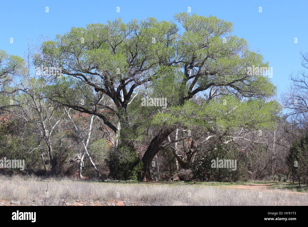 Cottonwood Tree Arizona High Resolution Stock Photography And Images Alamy
