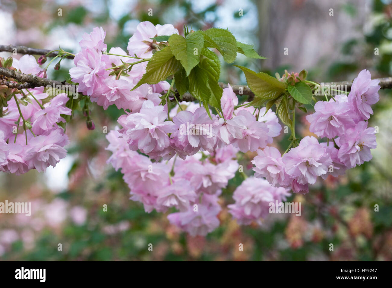 Prunus Matsumae-kofuku blossom. Stock Photo