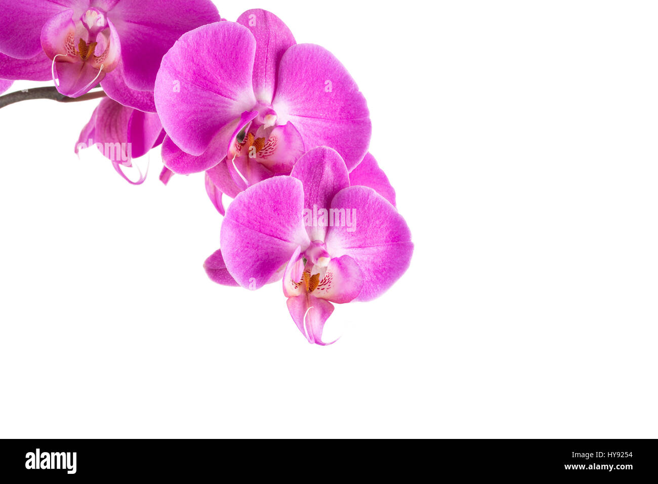 orchid pink flower isolated on white background Stock Photo - Alamy