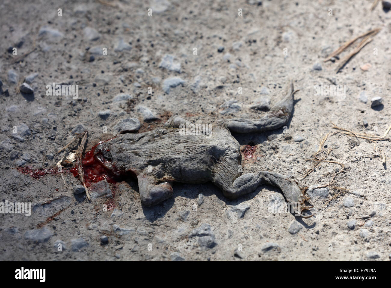 Tote Kröte bei der Krötenwanderung Stock Photo