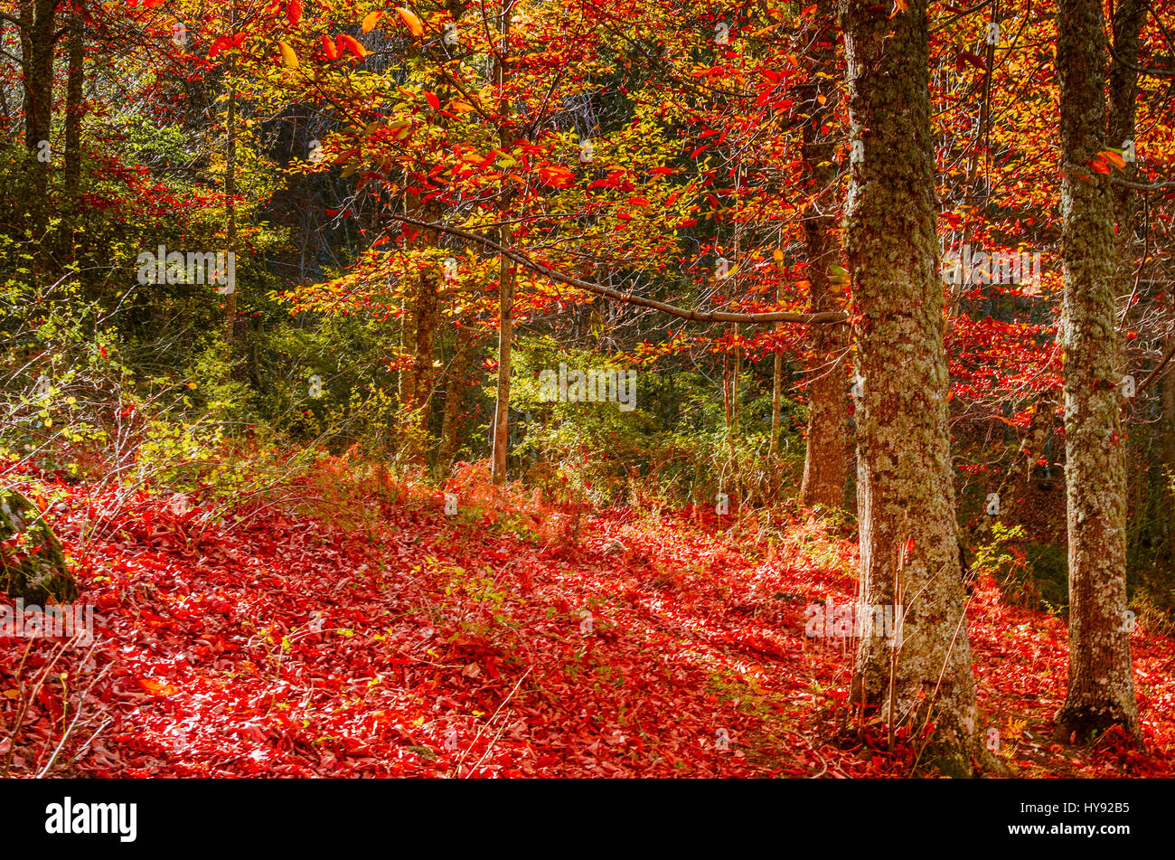 The chestnut forest of El Tiemblo - El castañar de El Tiemblo, Ávila, Castilla y León, Spain, Europe Stock Photo