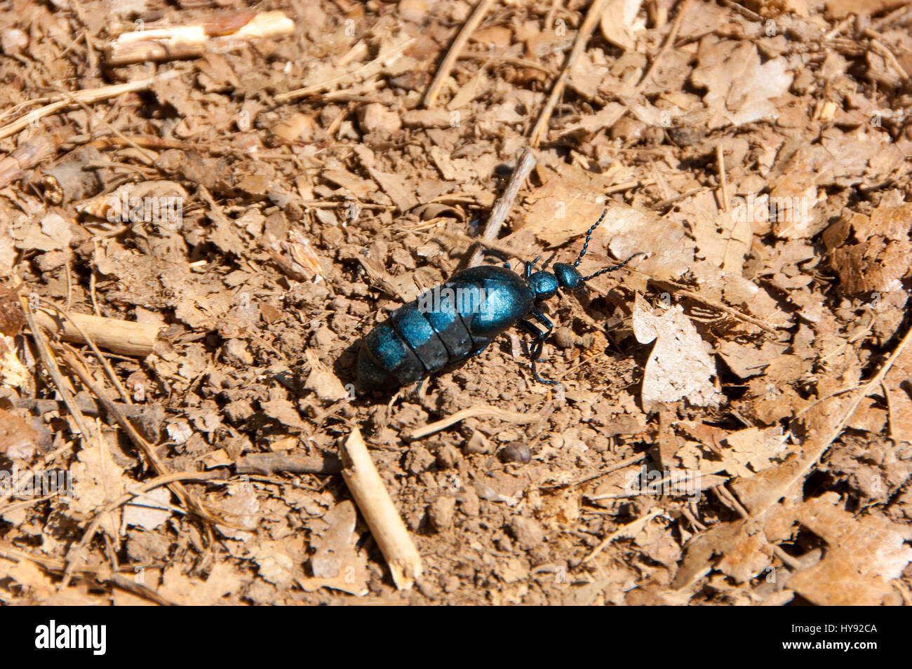 Large turquoise bug on a dirt road Stock Photo Alamy