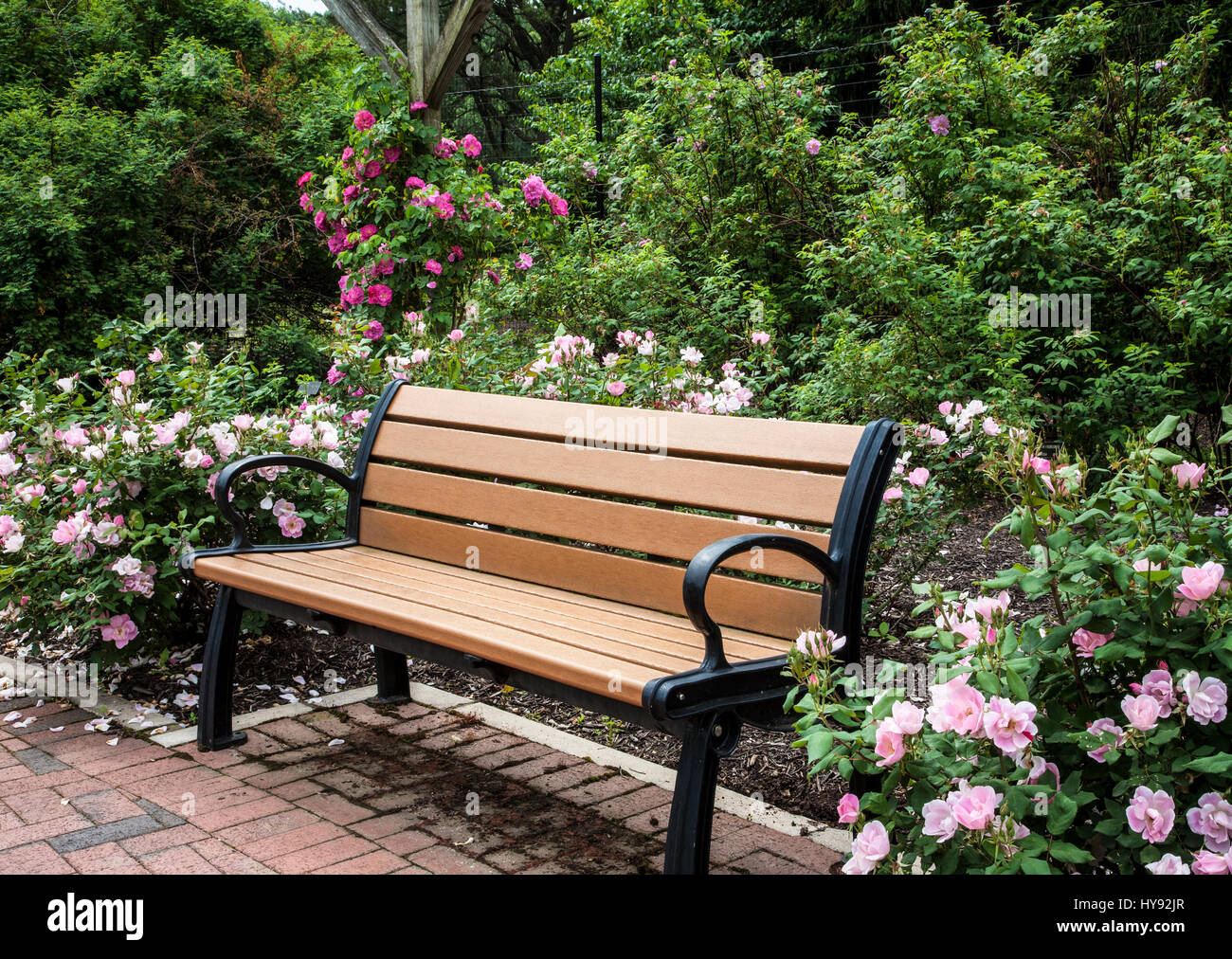 Garden park bench in a Rose gardens landscape, New Jersey, USA, spring